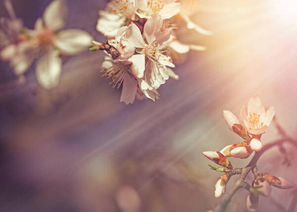 Selective focus on beautiful flowering, blooming fruit tree lit by sun rays 