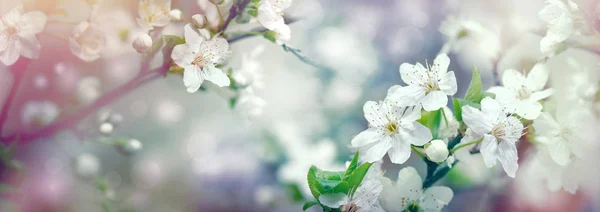 Ветвь цветущих (цветущих) фруктовых деревьев - пробуждение природы весной — стоковое фото