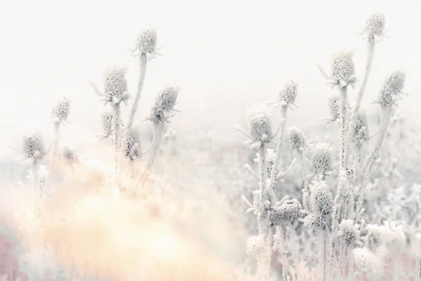 Morning fog and frost in the meadow - hoarfrost on thistle — Stock Photo, Image