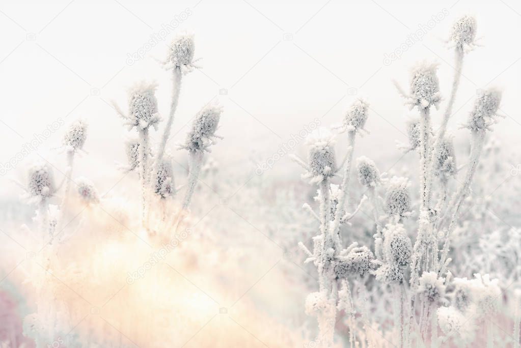 Morning fog and frost in the meadow - hoarfrost on thistle 