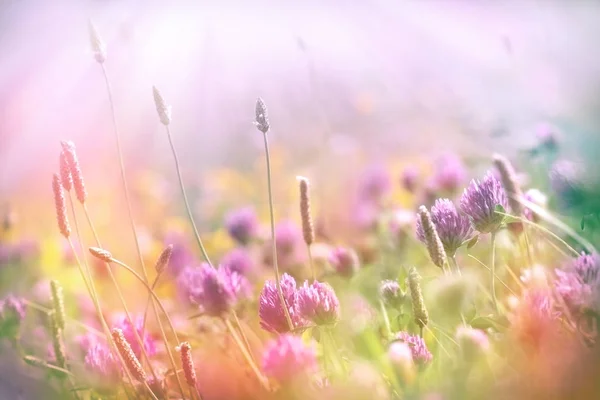 Mise au point douce sur le trèfle à fleurs, trèfle éclairé par les rayons du soleil — Photo