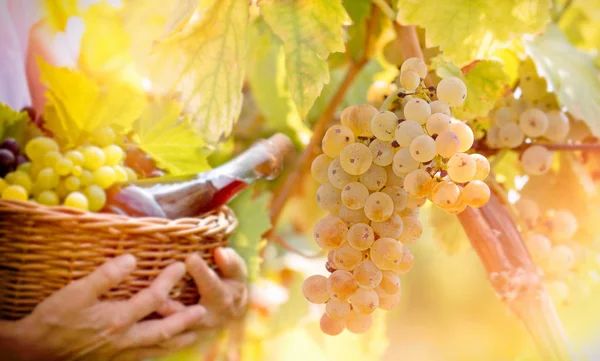 Grape Riesling (wine grape) on grapevine — Stock Photo, Image