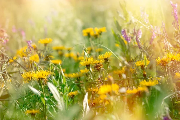 Цвітіння жовтих і фіолетових квітів на лузі — стокове фото