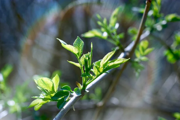 Bella natura in primavera - foglie di primavera — Foto Stock