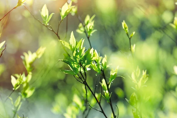 Despertar de la naturaleza - bosque en primavera, hojas jóvenes de primavera — Foto de Stock