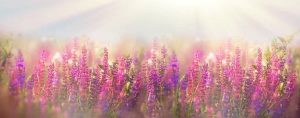Belle prairie au printemps - fleur violette — Photo