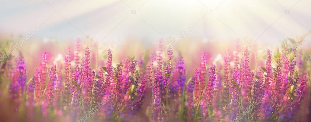 Beautiful meadow in spring - purple flower