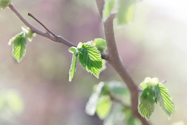 Jovens folhas de primavera na floresta iluminadas pela luz solar — Fotografia de Stock