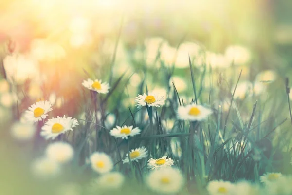 Fiore di margherita nel prato primaverile — Foto Stock