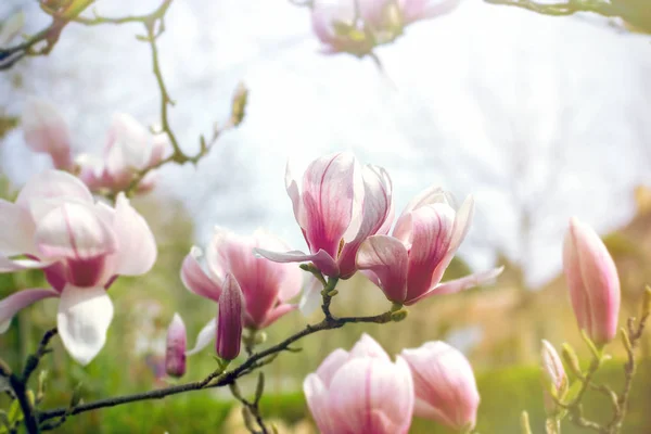 Blühende Magnolienblüte, schön geblühter Magnolienzweig — Stockfoto