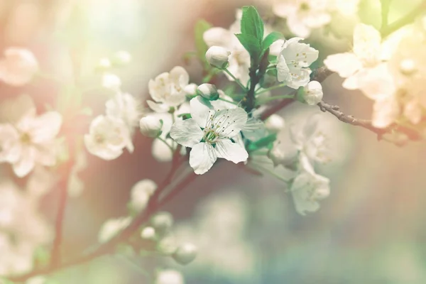 Bloeiende fruitboom - tak van fruitboom — Stockfoto