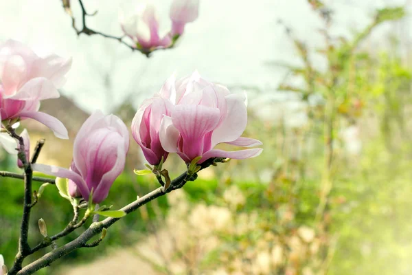 Krásné rozkvetlé Magnolie větev na jaře — Stock fotografie