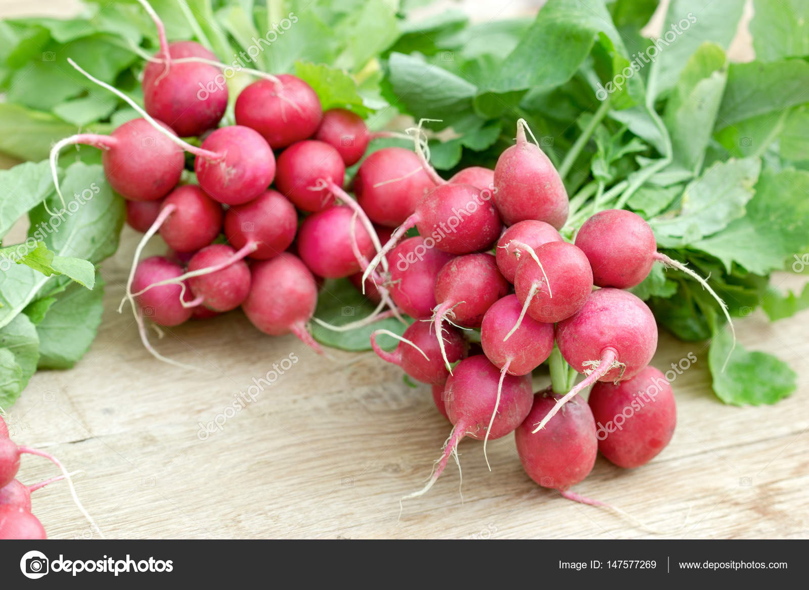 Fresh Organic Radish Bunch Of Red Radishes On Table Stock - 