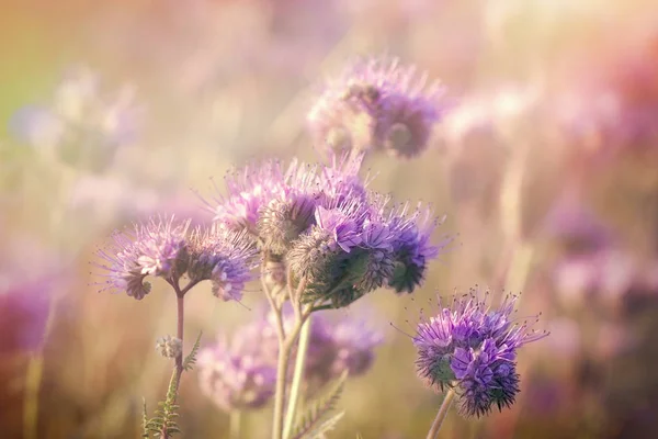 Paarse bloemen in de weide verlicht door zonlicht — Stockfoto