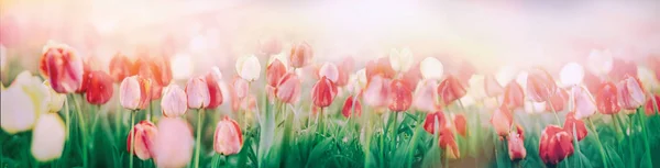 Flower garden - tulips in flower garden — Stock Photo, Image