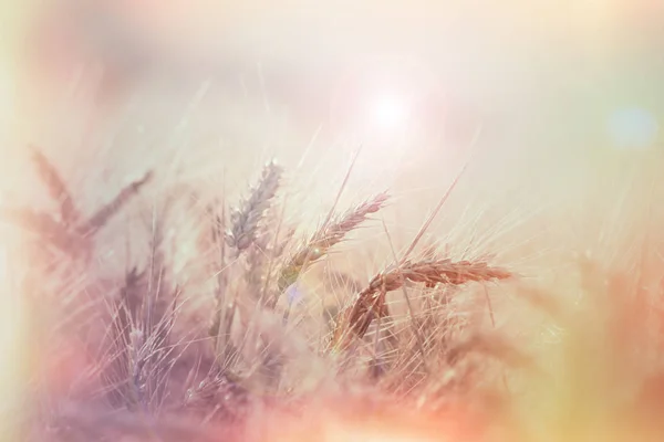 Soft focus on wheat field, sunset in wheat field — Stock Photo, Image