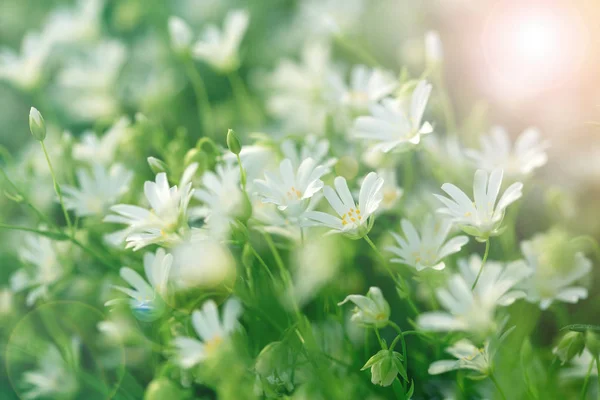 Bloei van de witte bloem in de weide — Stockfoto