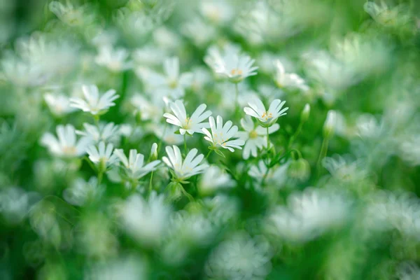 Witte bloem in de weide, bloei in het voorjaar — Stockfoto
