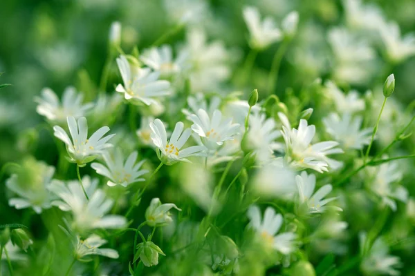 Witte bloemen in de weide — Stockfoto