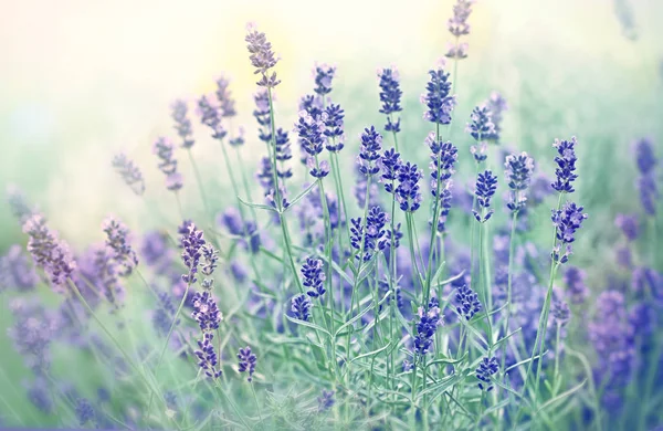 Enfoque suave en hermosa flor de lavanda — Foto de Stock