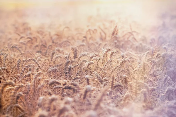 Pšeničné pole v pozdní odpoledne — Stock fotografie