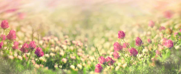 Flowering meadow in spring, flowering clover — Stock Photo, Image