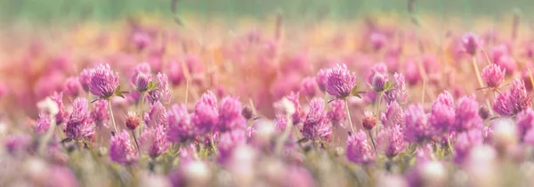 Flowering clover, beautiful red clover in meadow