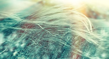 Sabah güneş ışığı tarafından yaktı kışın yumuşaklık yüksek çimen 