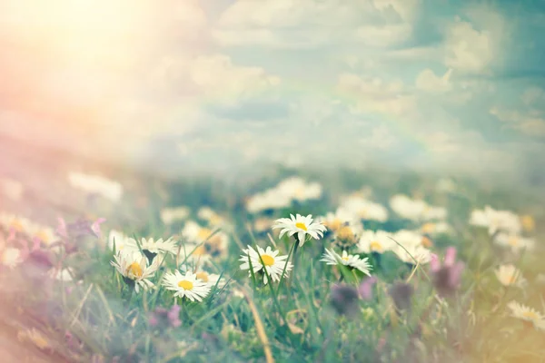 Sedmikráska květ v louce — Stock fotografie