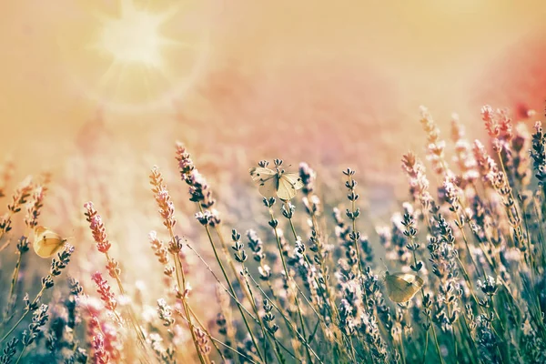 Mariposa blanca sobre flor de lavanda — Foto de Stock