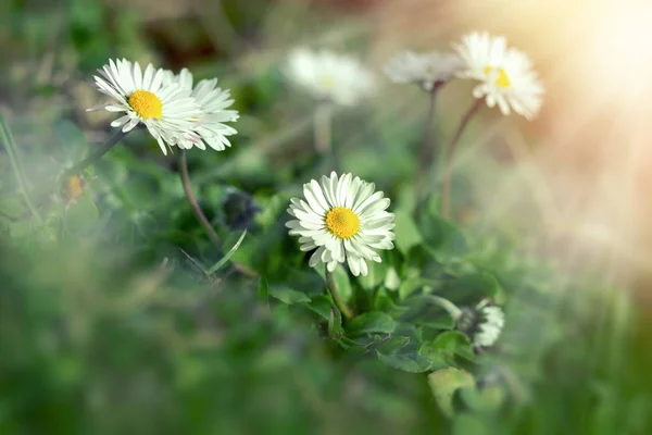 Gänseblümchen-Blume von Sonnenstrahlen beleuchtet — Stockfoto