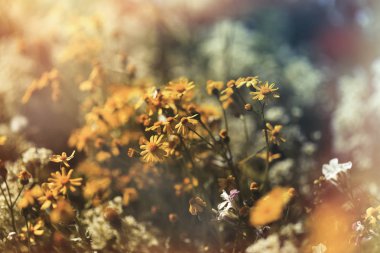 Çayırda sarı çiçek 