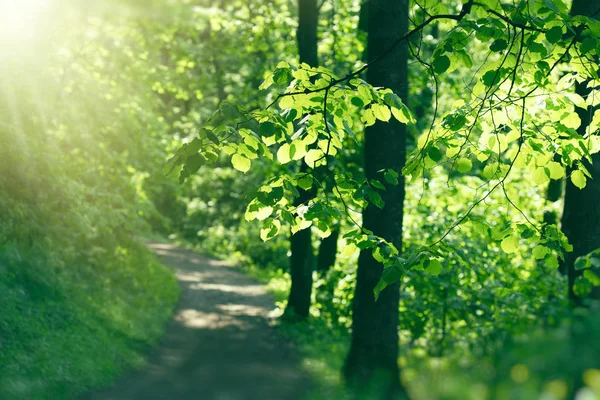 Skogsstigen upplyst av morgonen solljus — Stockfoto