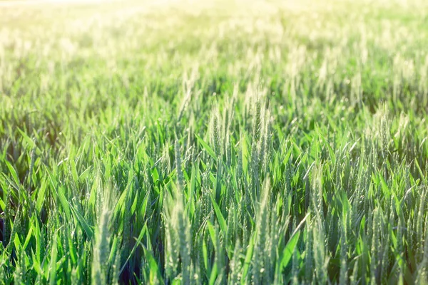 Green wheat - unripe wheat (wheat field) — Stock Photo, Image