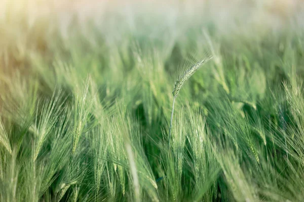 Wheat Oat Rye Barley Unripe Field Agricultural Crop — Stock Photo, Image