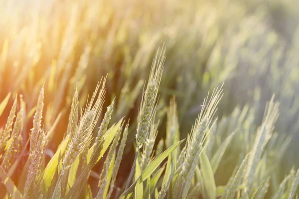 Green wheat field - unripe wheat lit by sunlight, late afternoon in wheat field