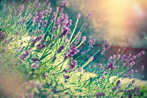 Foco suave na flor de lavanda iluminada pela luz solar — Fotografia de Stock