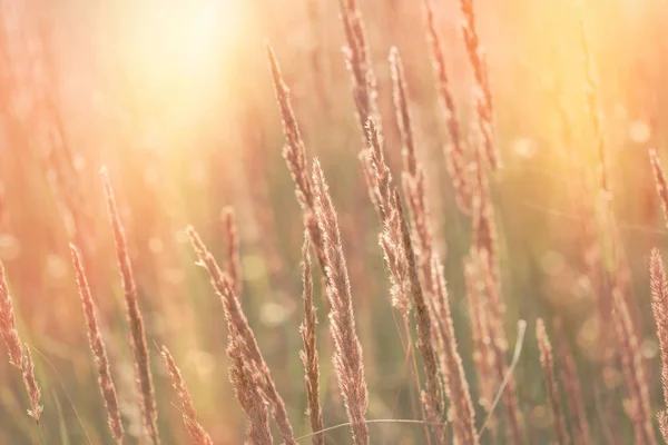 Alta erba secca, semi di bella erba illuminata dalla luce del sole — Foto Stock
