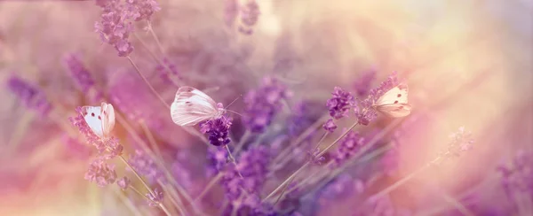 选择性专注于上淡紫色的蝴蝶 （蝴蝶） — 图库照片