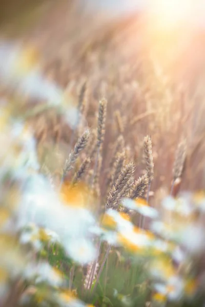 Západ Slunce Pšeničné Pole Pozdě Odpoledne Zemědělské Oblasti Sedmikráska Květ — Stock fotografie