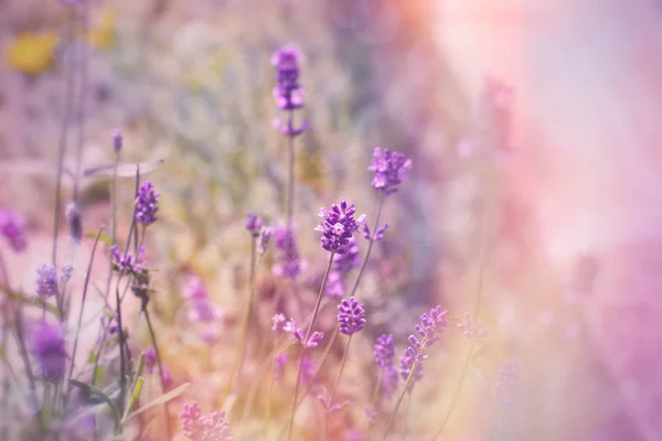 Mjukt fokus på lavendelblommor i blomsterträdgården — Stockfoto