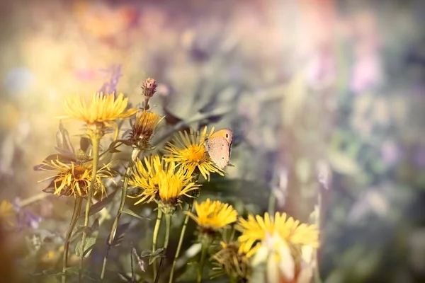 Selektiv fokus på lilla fjäril på gul blomma — Stockfoto