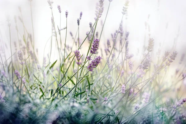 Focus selettivo sul fiore di lavanda - fiore di lavanda — Foto Stock