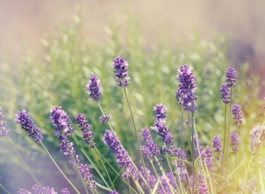 Lavanta çiçeği seçici ve yumuşak odak