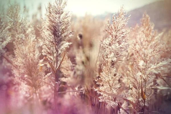 Seeds of reed - cane (beautiful nature) — Stock Photo, Image