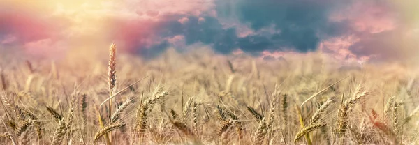 Пшеничное поле - красивое пшеничное поле, освещенное солнечным светом — стоковое фото