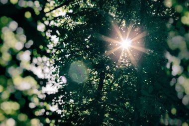 Güneş ışınları ağaç üstleri ile yaktı