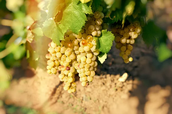 Druif Riesling (druivensoort) op grapevine in wijngaard — Stockfoto