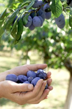 Kadın bir çiftçinin elinde organik Erik