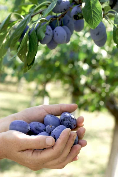Kadın bir çiftçinin elinde organik Erik